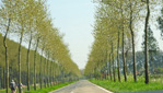 Napleon's Polular lined Roads